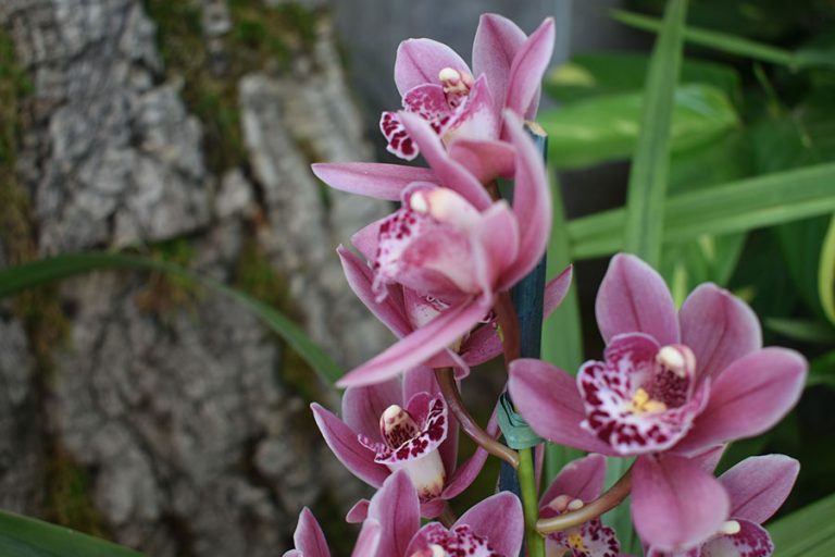 2-27-23-Rinkenberger-orchid-show-0140-web