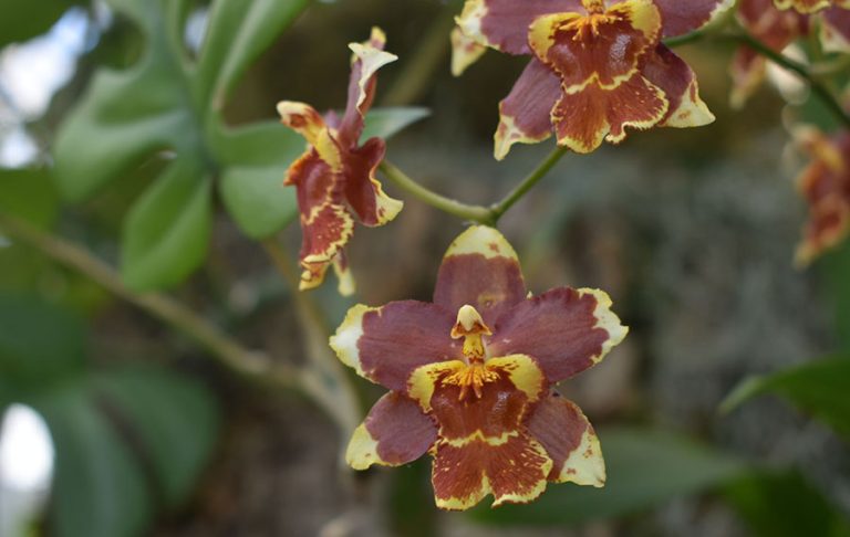 2-27-23-Rinkenberger-orchid-show-0156-web