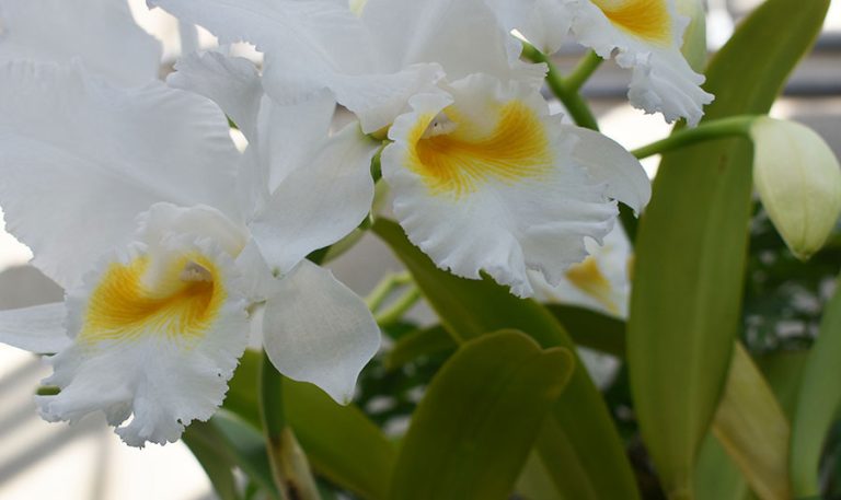 2-27-23-Rinkenberger-orchid-show-0158-web