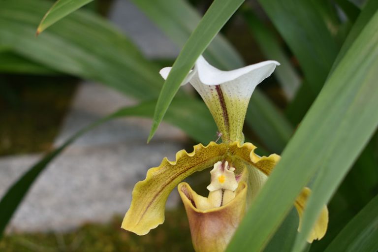 2-27-23-Rinkenberger-orchid-show-0163-web