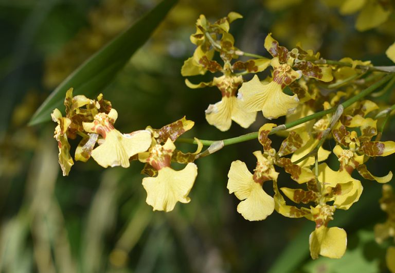 2-27-23-Rinkenberger-orchid-show-0178-web