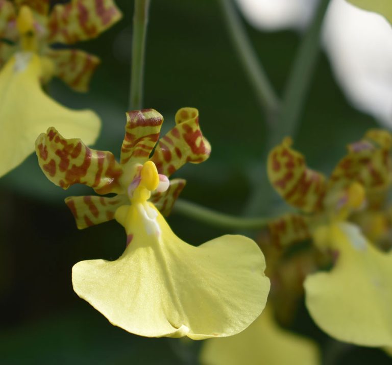 2-27-23-Rinkenberger-orchid-show-0210-web