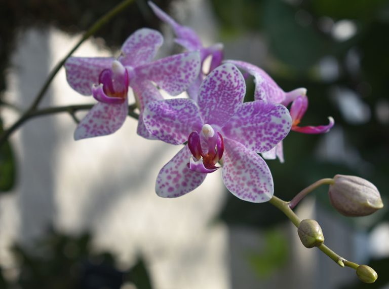 2-27-23-Rinkenberger-orchid-show-0213-web