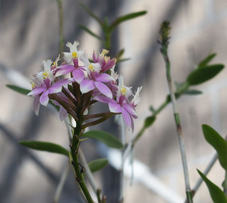 2-27-23-Rinkenberger-orchid-show-0223-web